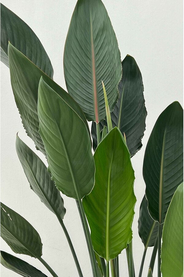 Strelitzia reginae L