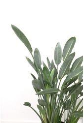 Strelitzia reginae L