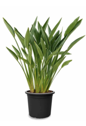 Strelitzia reginae L