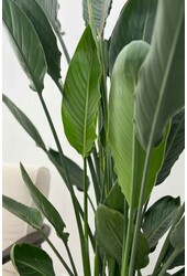 Strelitzia reginae L