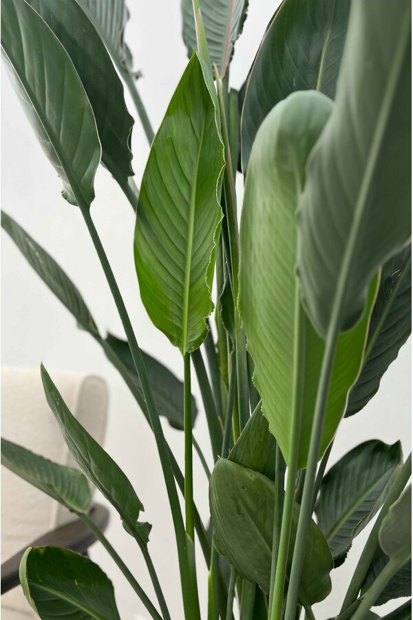 Strelitzia reginae L