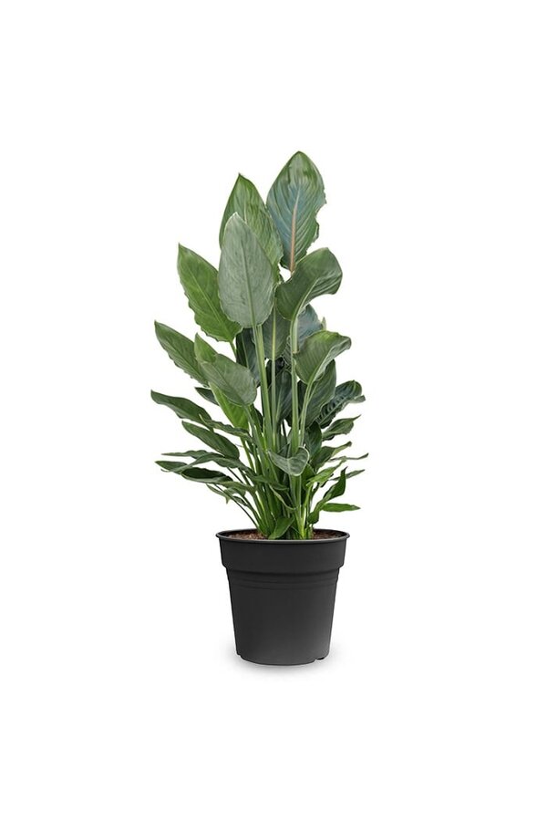 Strelitzia reginae M