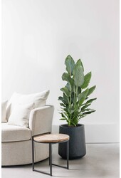 Strelitzia reginae M