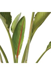 Strelitzia reginae M