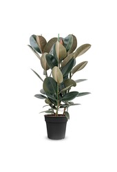 Ficus Elastica Abidjan M