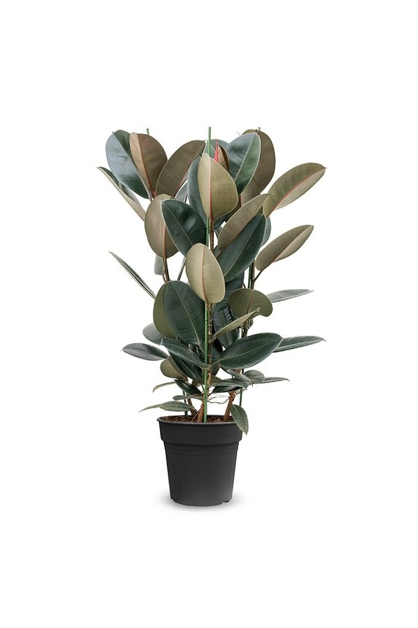 Ficus Elastica Abidjan M