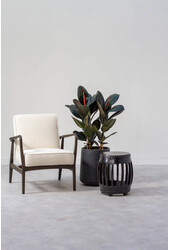 Ficus Elastica Abidjan M