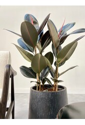 Ficus Elastica Abidjan M