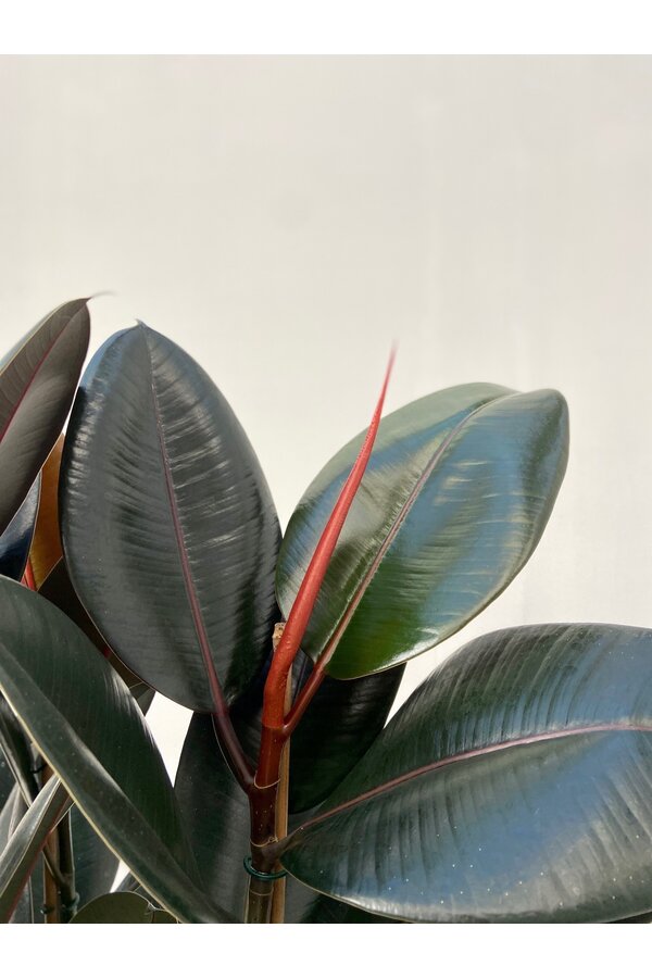 Ficus Elastica Abidjan M