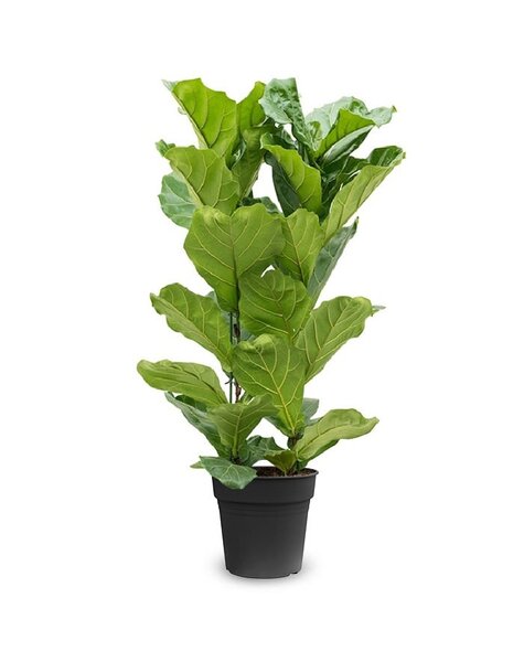 Ficus Lyrata