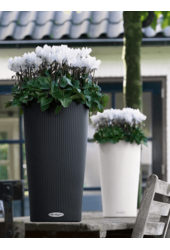 Cilindro All Inclusive S