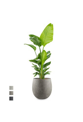 Strelicja Nicolai w doniczce Balloon