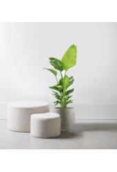 Strelicja Nicolai w doniczce Balloon