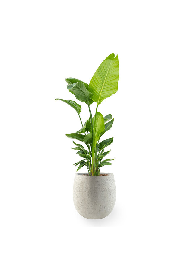 Strelitzia Nicolai w doniczce Balloon