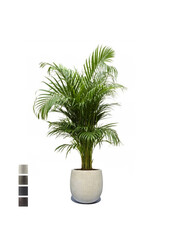 Złota palma Areca w doniczce Balloon