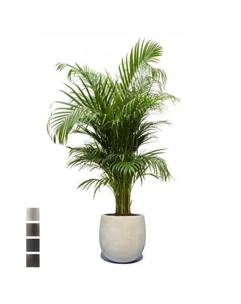 Balony | Areca