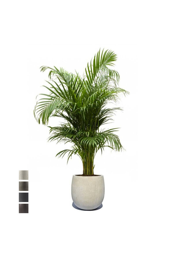 Złota Palma Areka W Doniczce Balon