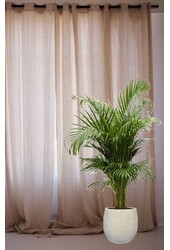 Złota palma Areca w doniczce Balloon