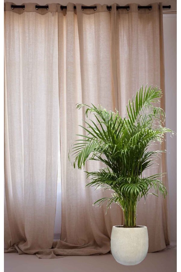 Złota Palma Areka W Doniczce Balon