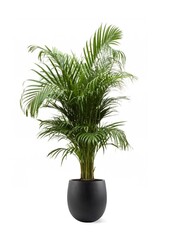 Złota palma Areca w doniczce Balloon