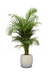 Złota palma Areca w doniczce Balloon