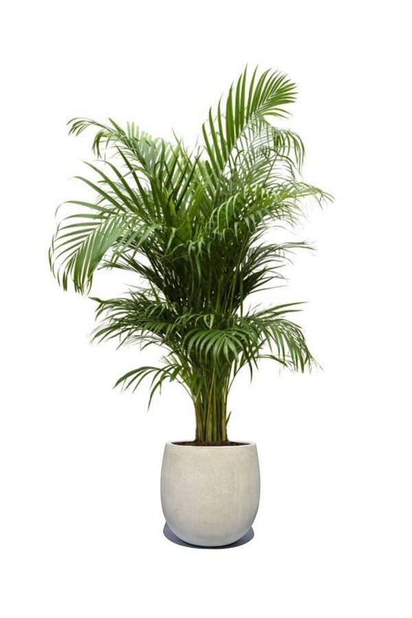 Złota palma Areca w doniczce Balloon