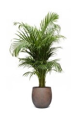 Złota palma Areca w doniczce Balloon