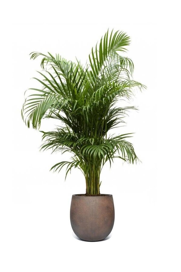 Złota palma Areca w doniczce Balloon