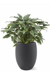 Filodendron Xanadu w Doniczce o Wyglądzie Betonu