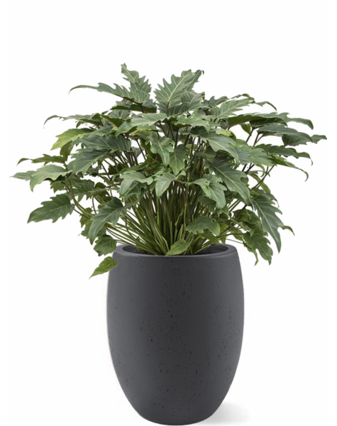 Balony | Filodendron