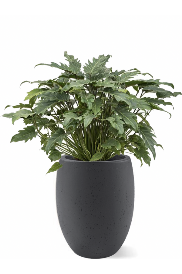 Filodendron Xanadu w doniczce imitującej beton