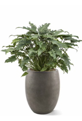 Filodendron Xanadu w Doniczce o Wyglądzie Betonu