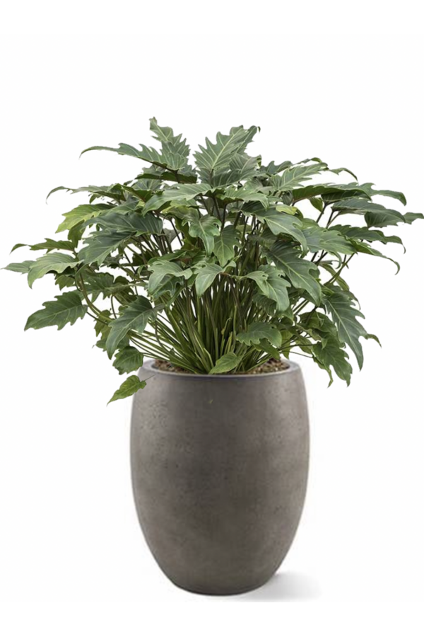 Filodendron Xanadu w doniczce imitującej beton