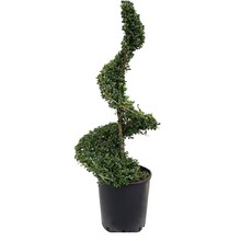 Ilex Crenata