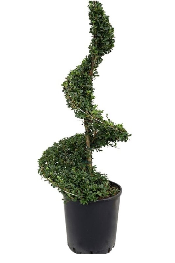 Ilex Crenata Spirala