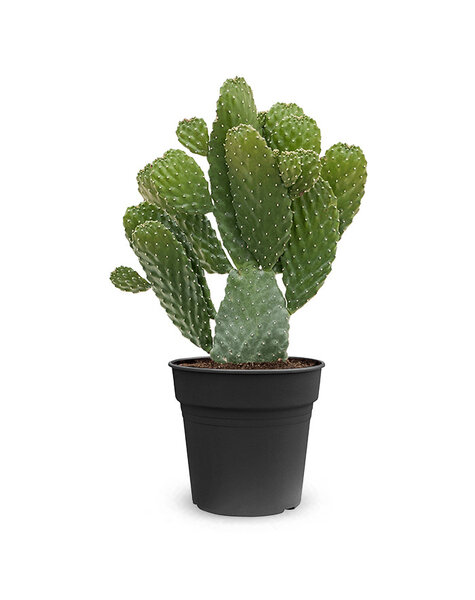 Opuntia