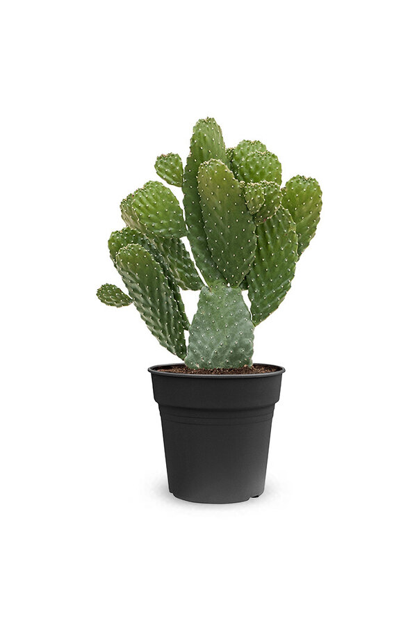 Opuntia Consolea