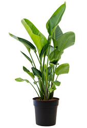 Strelitzia Nicolai L