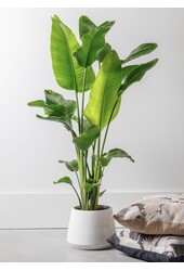 Strelitzia Nicolai L