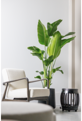 Strelitzia Nicolai L