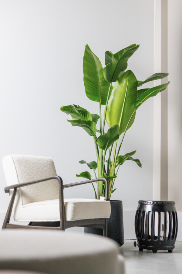 Strelitzia Nicolai L