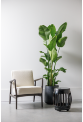 Strelitzia Nicolai L