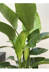 Strelitzia Nicolai L