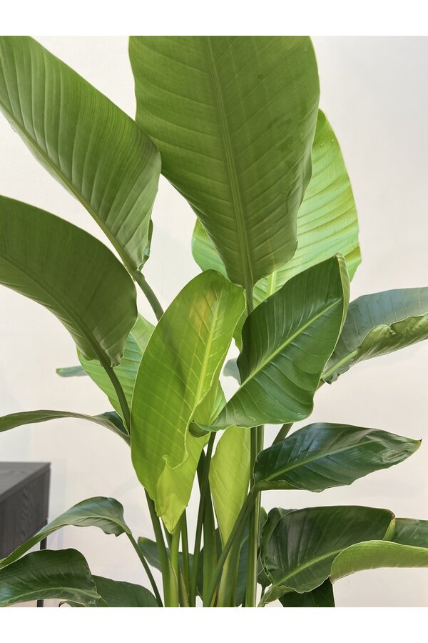 Strelitzia Nicolai L