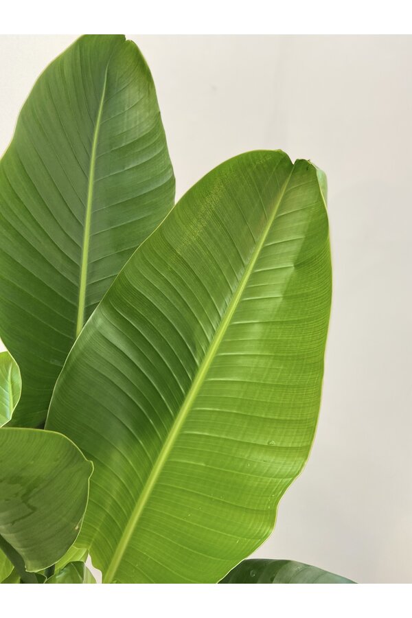 Strelitzia Nicolai L