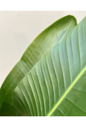 Strelitzia Nicolai L