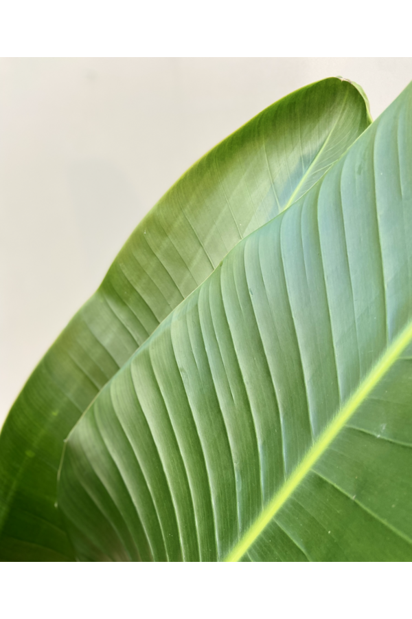 Strelitzia Nicolai L