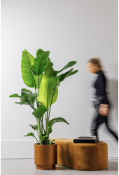 Strelitzia Nicolai L