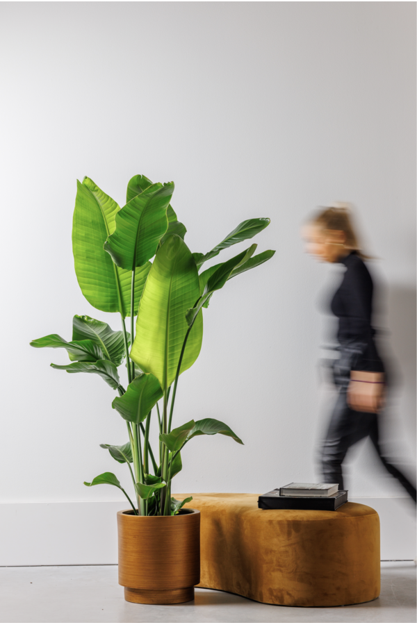 Strelitzia Nicolai L