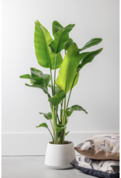 Strelitzia Nicolai L